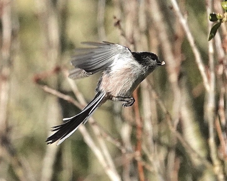 long-tailed tit